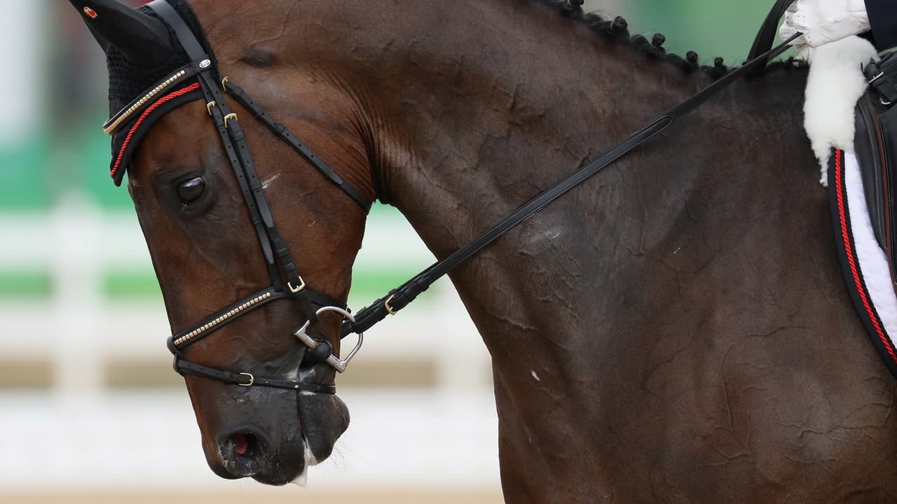 Idénticos: el millonario negocio de la  clonación de caballos