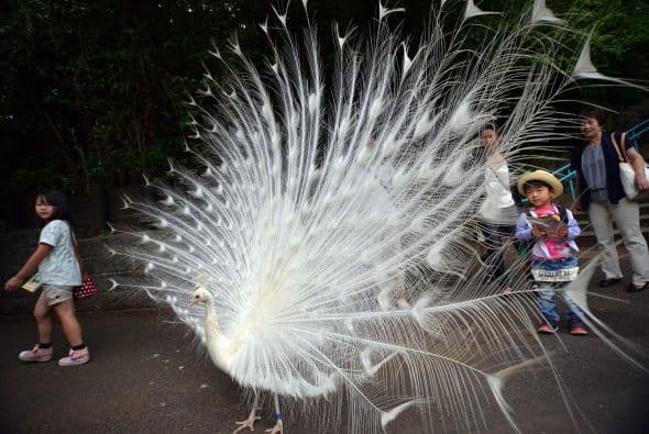Un pavo real blanco abre su plumaje en el zoo Nogeyama en Yokohama.