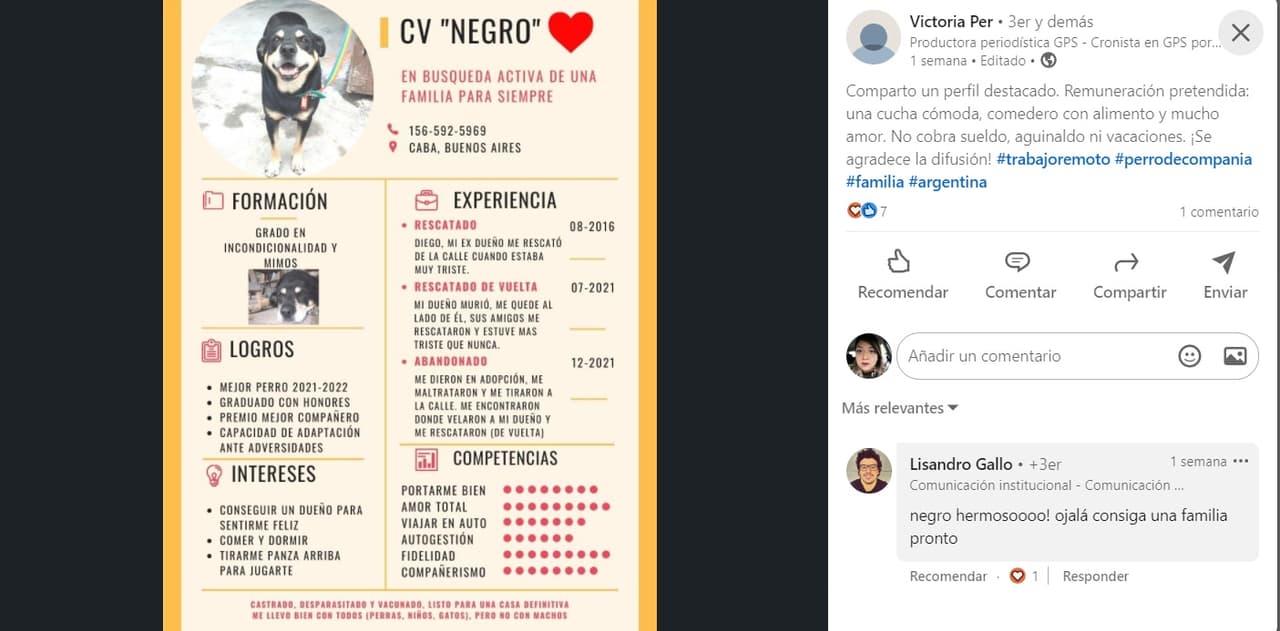 Negro, el perrito del CV que busca un hogar.