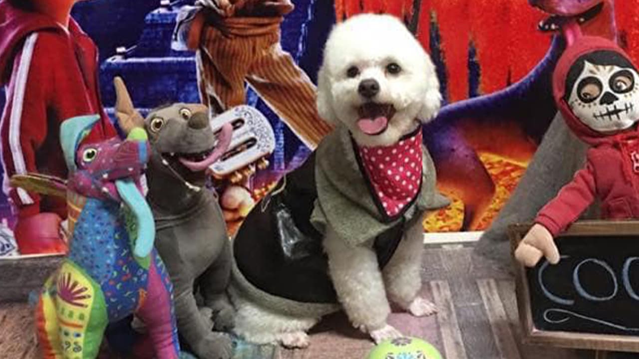 Esmeralda Mezomo Calderon - "Este es Coco 🐶🐶🐶"