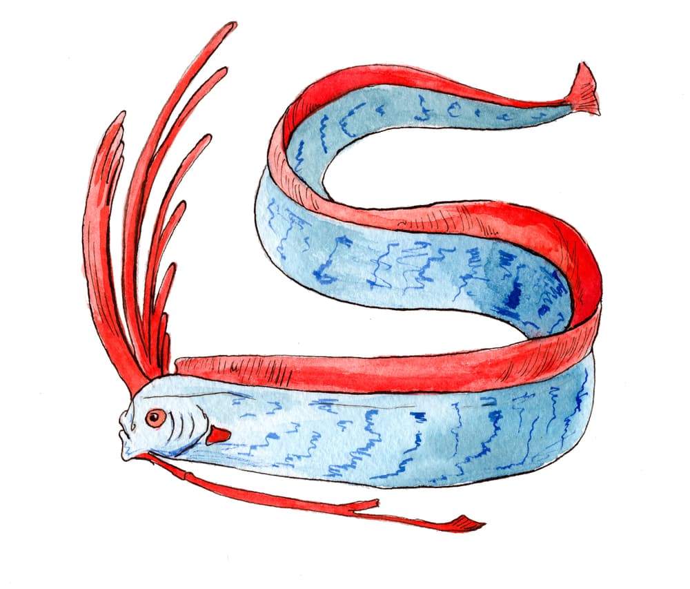 En mayo de 2019, antes de un sismo de magnitud 7.5 que azotó en Perú, un pez remo de más de cuatro metros
<a href="https://www.milenio.com/internacional/pez-remo-el-animal-que-anuncia-sismos" target="_blank">llegó a la playa de Vichayito, Piura, en el país sudamericano. </a>