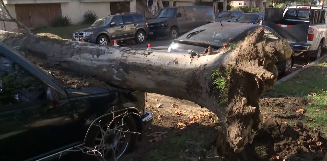 Hasta el momento no hay reportes de personas heridas. Sin embargo, al menos cuatro vehículos fueron afectados por el gran tallo.