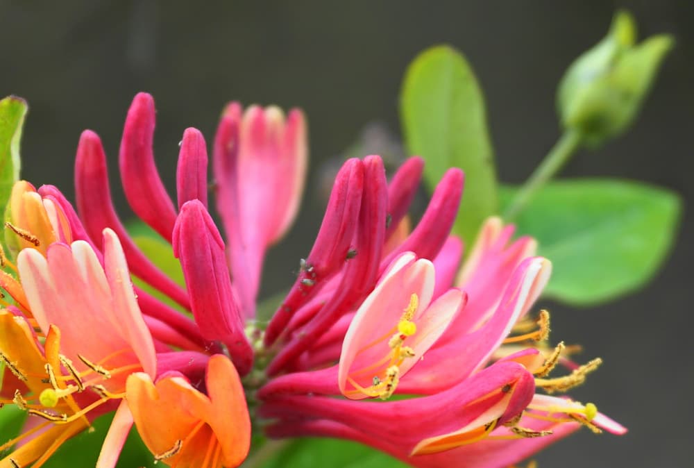 Dafnis preguntó a los dioses si podían hacer que la madreselva floreciera más temporadas, para poder estar más tiempo juntos y fue Eros, dios del amor, quien les concedió el deseo.