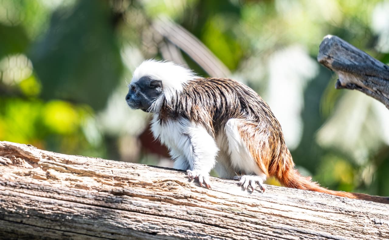 Dependiendo de la región, a los titíes cabeza de algodón también se les puede conocer como tití piel roja, tití blanco, tití leoncito, baqui y bichichi. Su especie está amenazada desde 1969 y en la actualidad existen tres zonas protegidas para su conservación en Colombia.