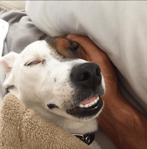 ¡Dulces sueños! En esta imagen la perrita del nominado en Latin GRAMMY está profundamente dormida en la mano de Chino.