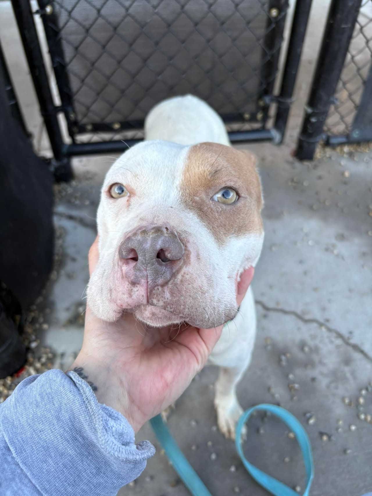 Lo que comenzó como un operativo contra el crimen terminó revelando una situación de maltrato animal. 
<br>
<br>Durante el cateo, las autoridades 
<b>encontraron a los perros en condiciones deplorables</b>. Entre ellos estaba "Lemon", 
<a href="https://www.univision.com/local/miami-wltv/sale-ganando-taylor-swift-la-perra-pitbull-que-detuvo-el-transito-de-la-autopista-i-95-en-florida" target="_blank">una perra pitbull joven,</a> que según estimaciones veterinarias tiene aproximadamente un año y medio, cuya mirada triste reflejaba una vida marcada por el abandono y el sufrimiento.