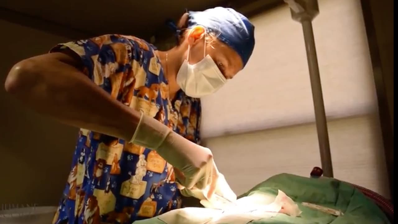 Más de 100 perros y gatos de Puerto Rico reciben atención médica en Florida