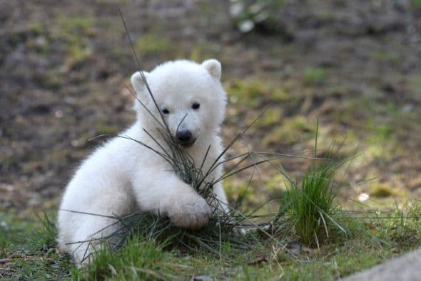 Este pequeño oso polar de 16 semanas se estrena en el zoológico de Hellabrunn en Munich, Alemania. Pero no está solo.