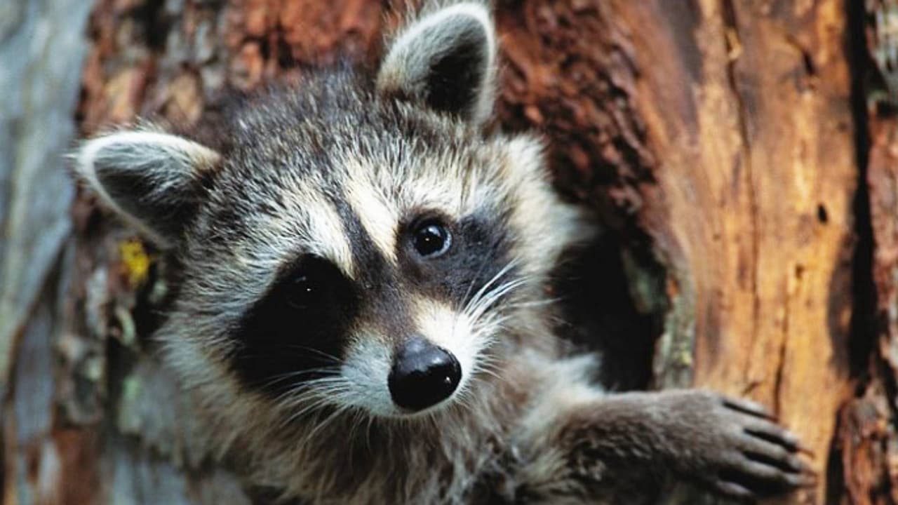 Emiten alerta por rabia en Anne Arundel: después de que descubrieran un mapache infectado