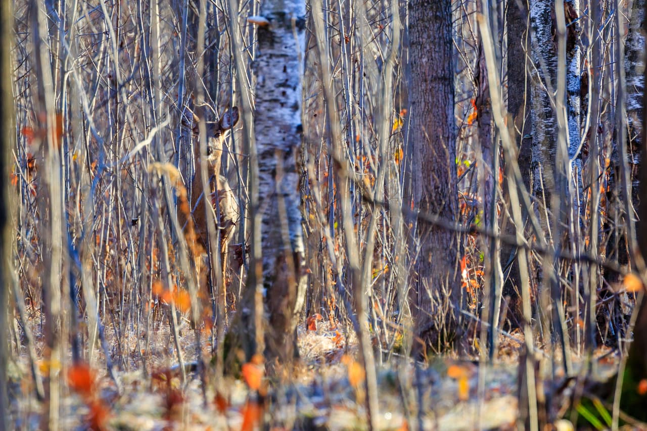 Para fortuna de las presas herbívoras tambien tienen adaptaciones para no ser detectados por sus depredadores. Este ciervo tiene su pelaje de color similar al bosque donde habita. También su comportamiento complementa su caracterísitca física ya que ante temor de un depredador pueden quedarse quietísimos para no ser vistos.