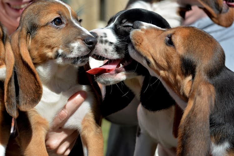 Conoce a la primera camada de cachorros de perros nacidos por fecundación in vitro