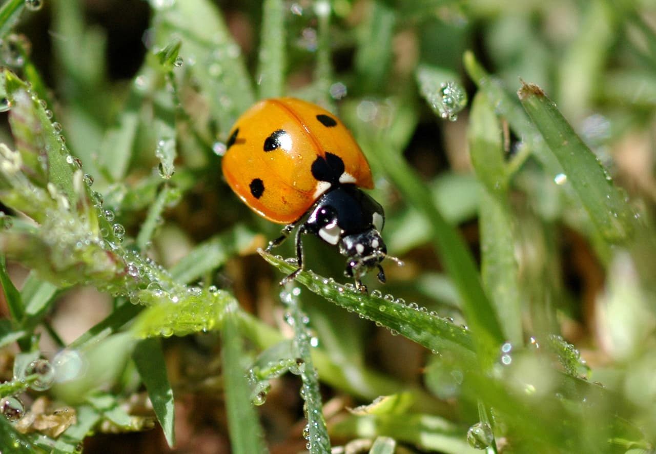 Una catarina amarilla la llevó a ganar 6 millones en la lotería