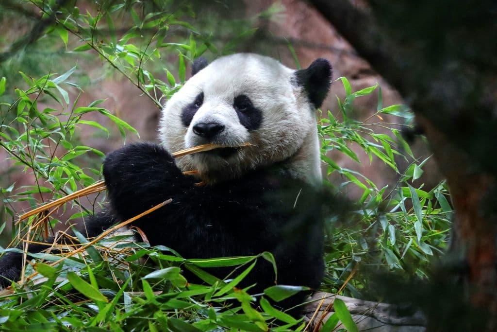 Yun Chuan tiene 5 años. Los osos panda gigantes machos son entre 18 y 20 por ciento más grandes que las hembras.