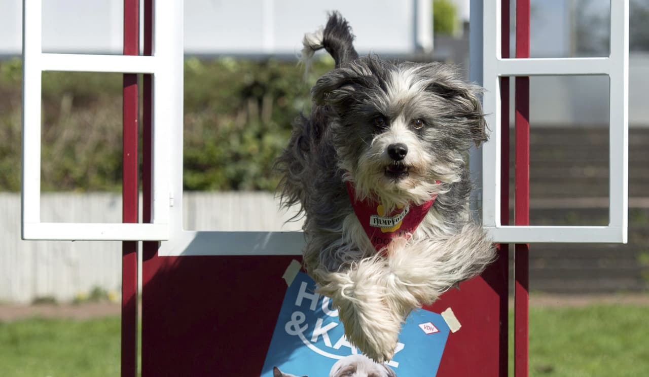 Hospitalizan a niña de 5 años al ser mordida en el rostro por un perro