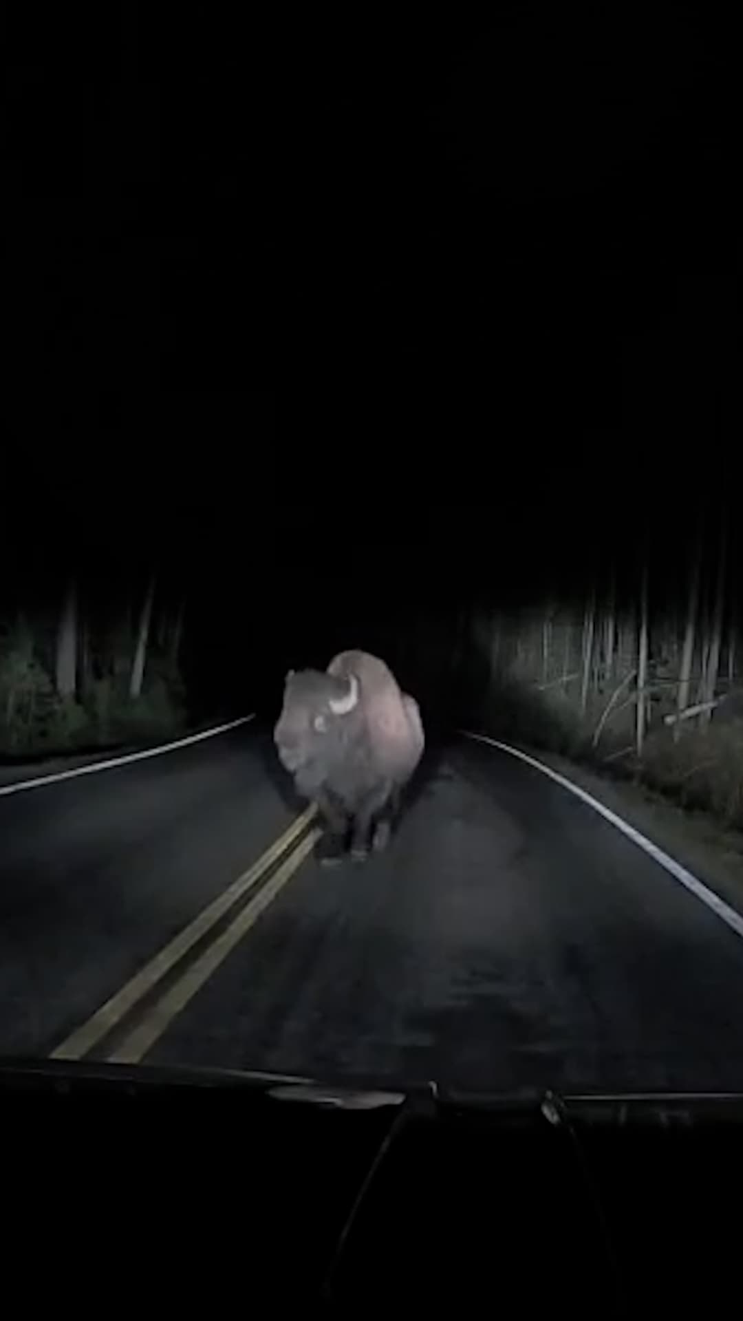 Un bisonte embiste una camioneta