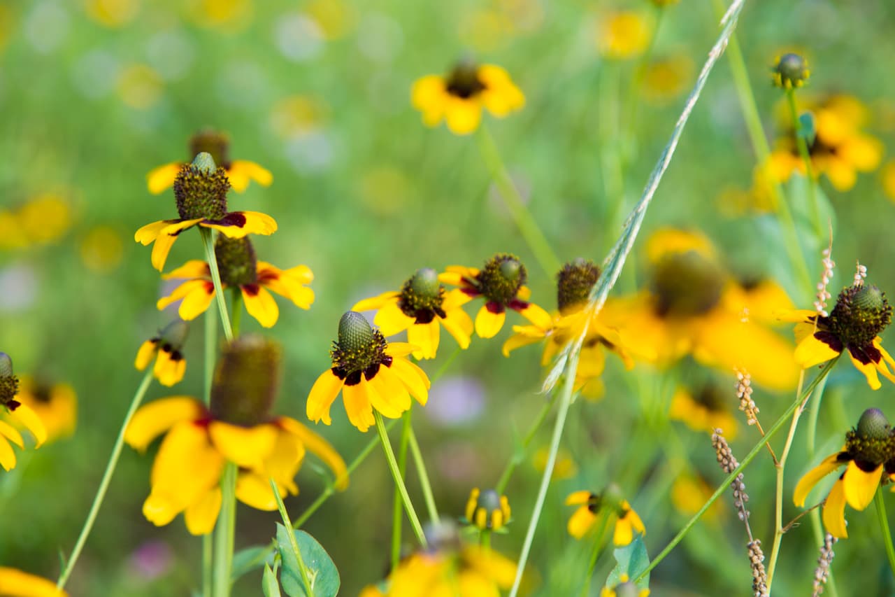 Junto con las Bluebonnets —flor oficial de Texas , en los bosques, autopistas, praderas, senderos y playas texanas se puede apreciar una variada gama de flores silvestres de todos los colores, tamaños y formas durante la primavera