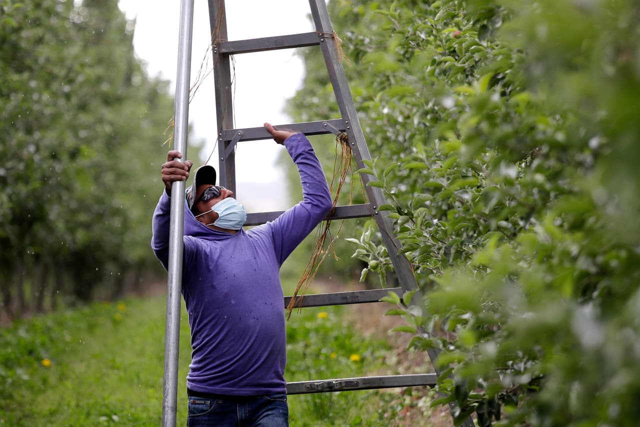 Cirio Hernández, un empleado de origen hispano en un huerto de manzanas de Yakima. Los 2.7 millones de trabajadores agrícolas que hay en EEUU a menudo viven y trabajan en estrecho contacto unos con otros. La temporada de cosechas está a punto de comenzar y las autoridades temen que la rutina en el campo aumente el número de casos de covid-19.
<br>
