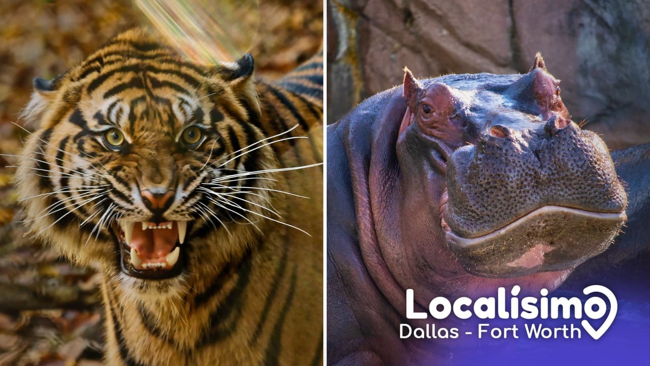 Dallas Zoo estrenó 
<b>un pase especial para quienes quieren vivirlo todo en un solo día</b>: el Wild Pass, un brazalete de que se suma al boleto de entrada y da 
<b>acceso a sus atracciones más populares sin tener que pagar una por una</b>. 
<br>El pase está disponible desde ahora y hasta el 5 de enero, y promete un recorrido lleno de animales, dinosaurios, trenes, aves y experiencias inmersivas para toda la familia.