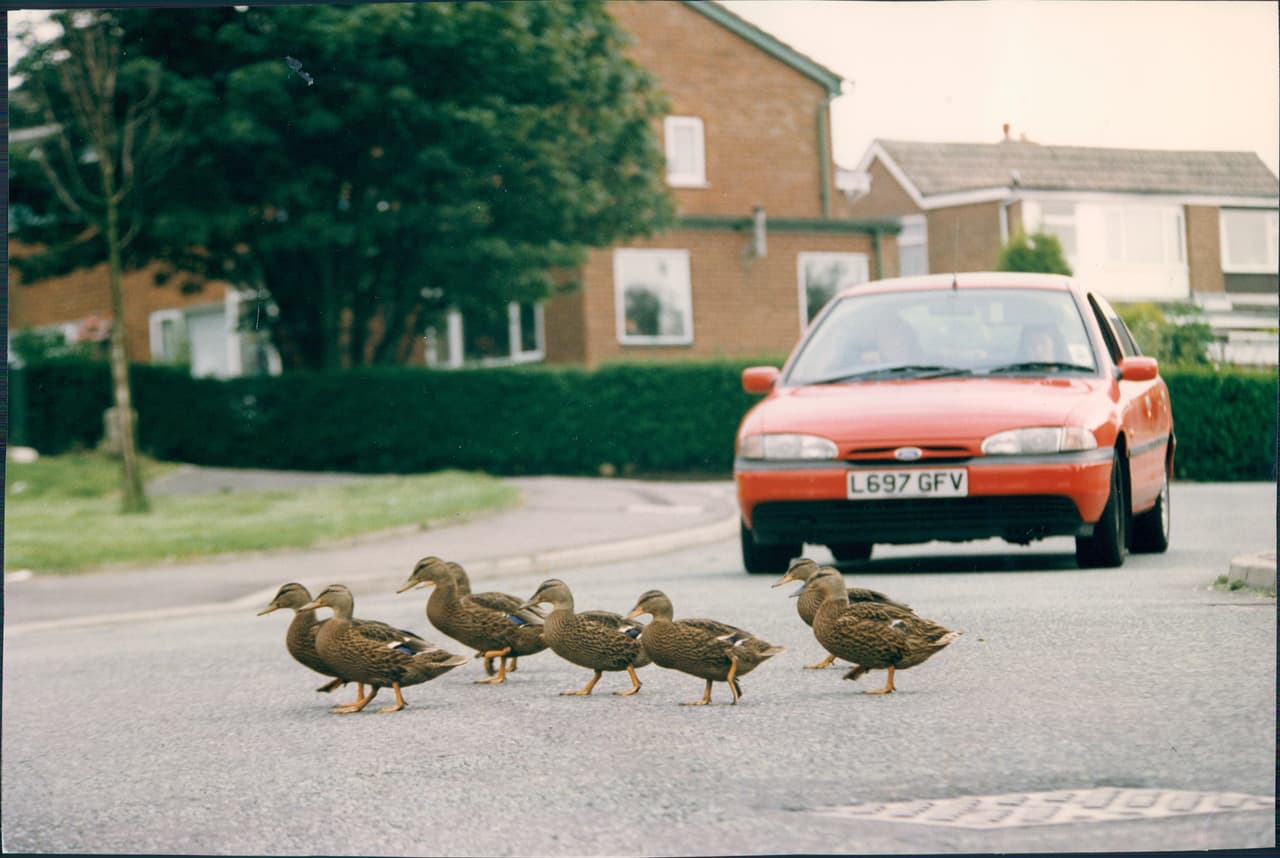 Familia de patos cruzando la calle.