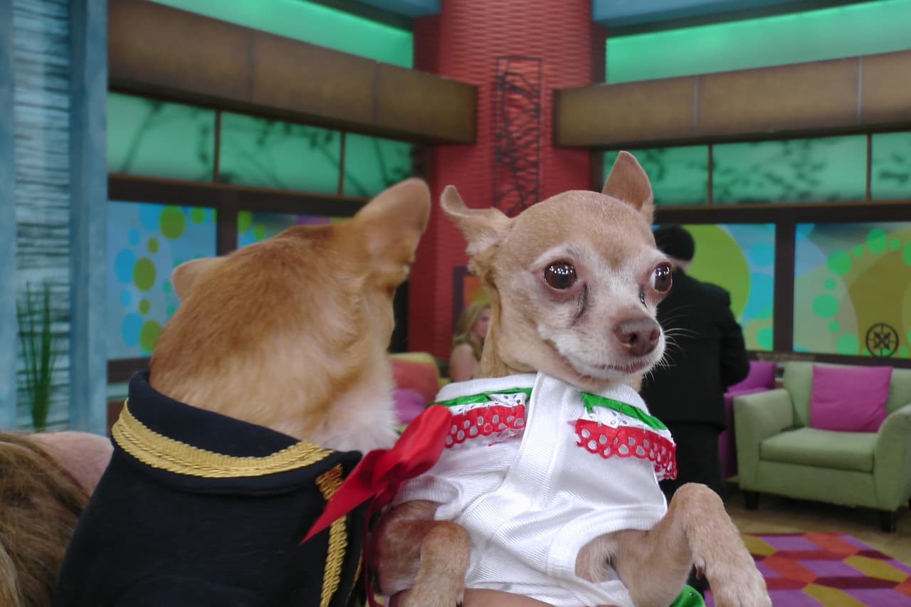 Todos sabemos que Honey es una perrita muy seria.