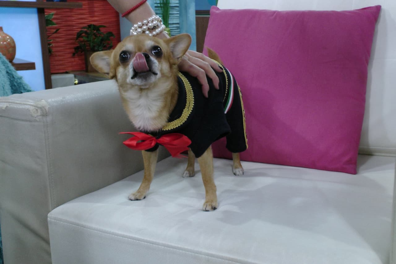 Bruno es un perrito muy galán y Honey no pudo resistirse a sus encantos.