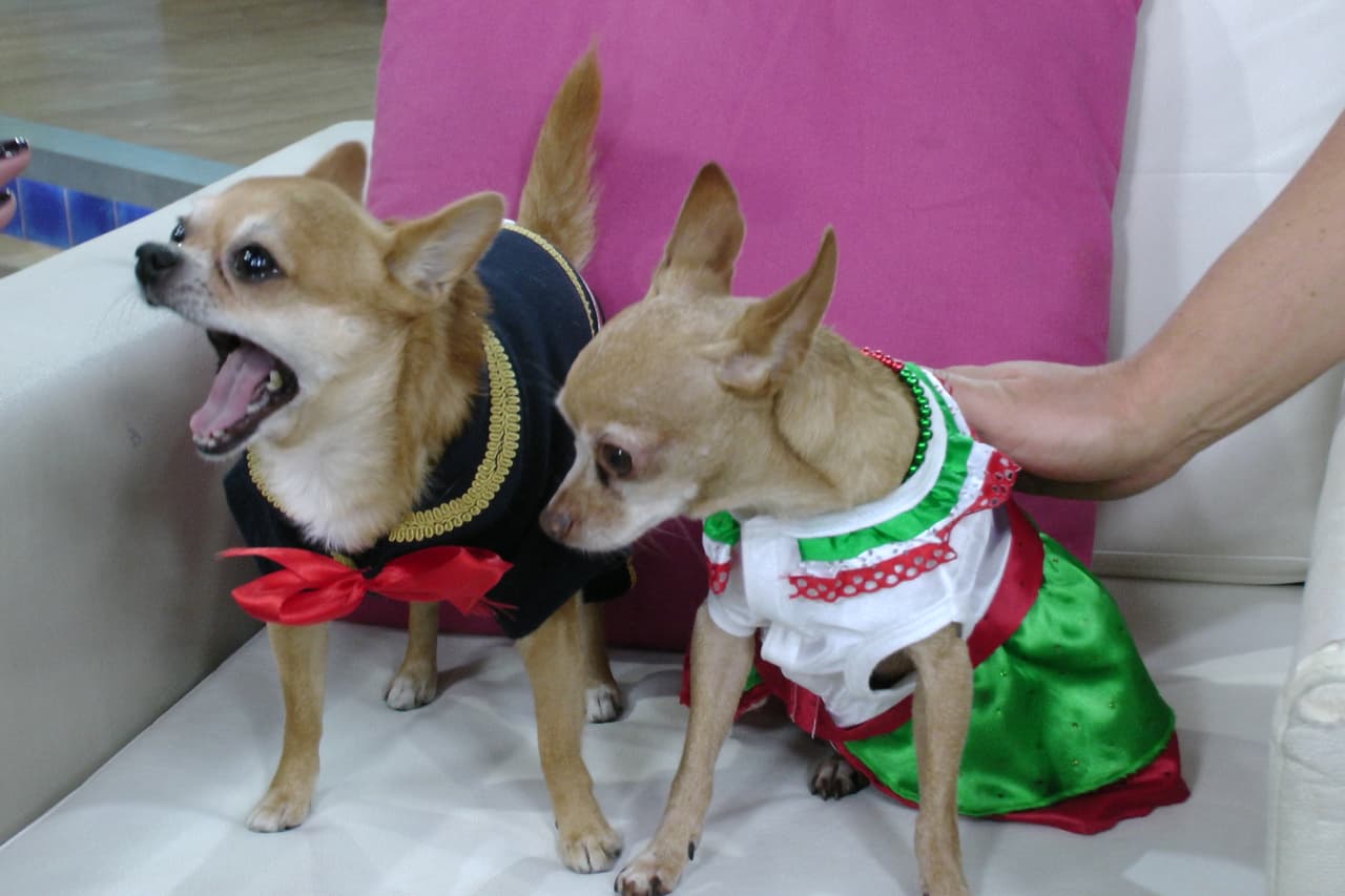 En Despierta América todos piensan que Bruno es un buen partido para Honey.