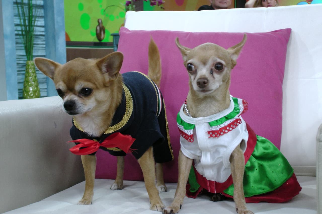 Aunque Honey no es un perrita fácil y a sus nueve años sigue solterísima.