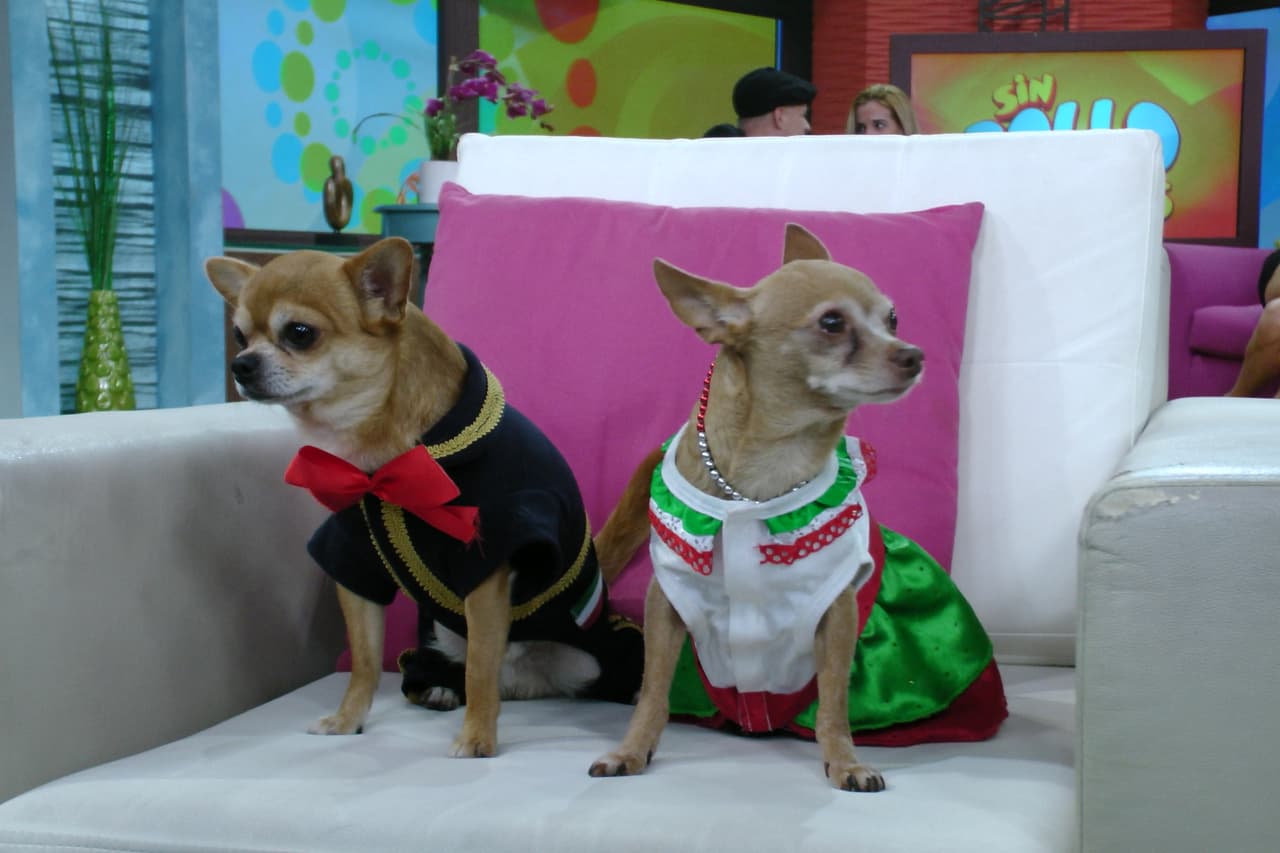 Por lo pronto los perritos la pasaron muy bien esta mañana.