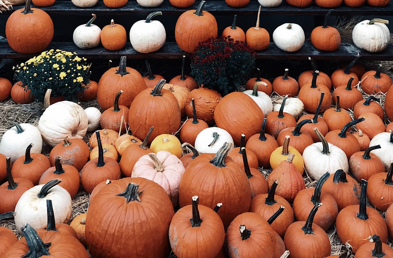 <b>Siegel’s Cottonwood Farm</b>
<br>Desde septiembre 25 hasta el 31 de octubre,
<b> <a href="http://ourpumpkinfarm.com" target="_blank">la granja</a> </b>celebra el otoño. El lugar queda en 17250 S. Weber Rd., Crest Hill. Puede encontrar todo tipo de entretenimiento y alimentos de la temporada.