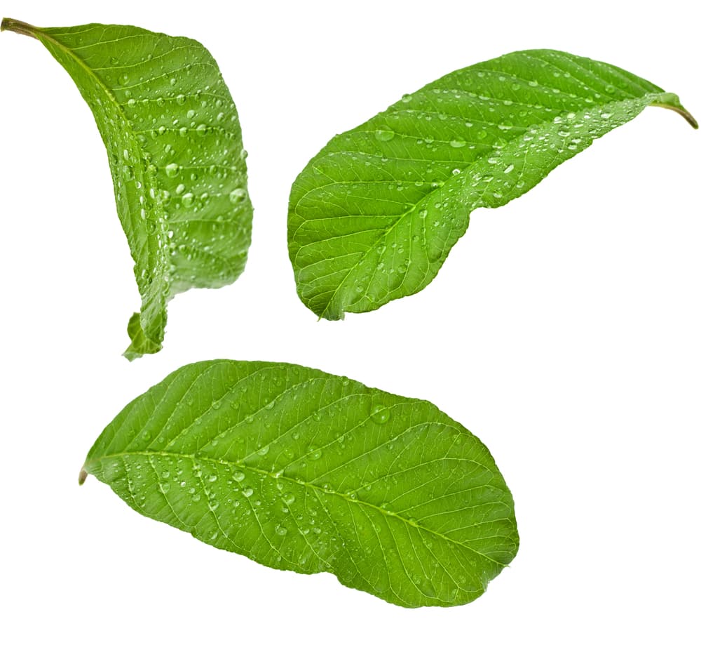 Hay santeros y gente que practica rituales que recomiendan mucho la guayaba porque creen que las plantas eliminan los trabajos con espíritus negativos. Dicen que su aroma tan fuerte puede ahuyentar malos espíritus y algo más centrado en la realidad, cualquier alimaña.