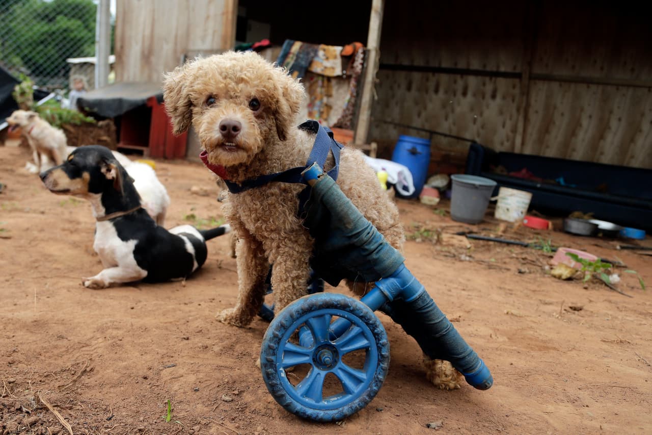 <b>Un refugio para perros discapacitados en Paraguay. </b>Un sistema de ruedas fue instalado en las patas traseras de una mascota para ayudarla con su movilidad. El veterinario Raúl Tuma, del refugio para animales con necesidades especiales Rescaes, de la ciudad de Itapuami, Paraguay, afirma que los animales discapacitados también “merecen un carrito con ruedas porque sin caminar no pueden vivir”. 17 de octubre de 2018.