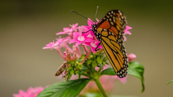 El jardín restaurado cuenta con un exuberante jardín durante todo el año y una exhibición floral con pasarelas sombreadas, puentes de piedra, una cascada de 60 pies.