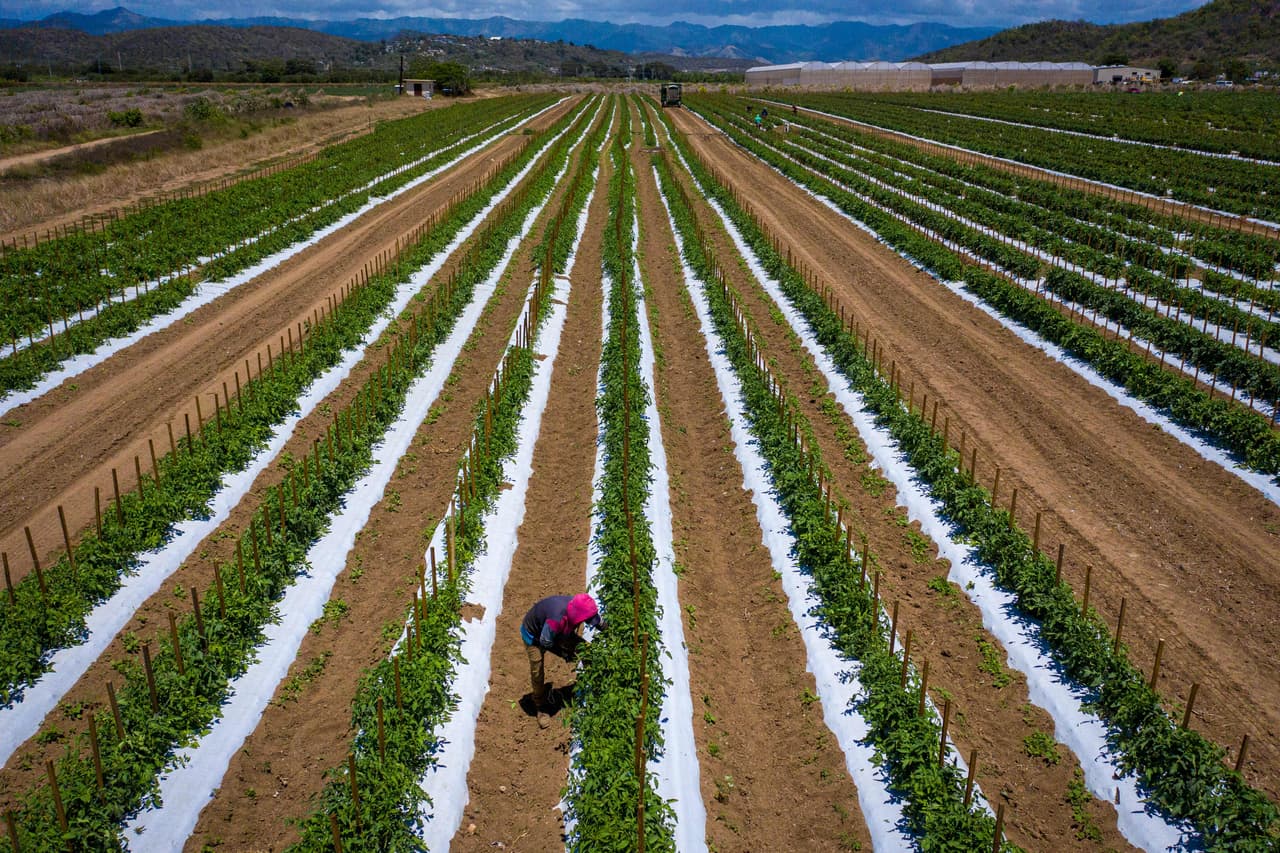A raíz de la pandemia, los desempleados en este territorio no incorporado de Estados Unidos reciben --así como en el resto del país-- un bono semanal de 300 dólares además del beneficio de desempleo.
<br>