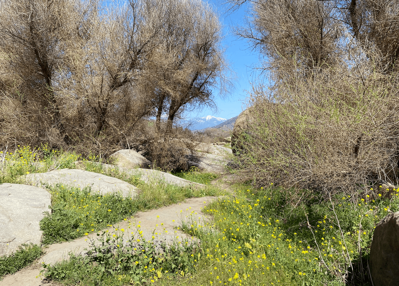 El Kaweah comienza como cuatro bifurcaciones en el Parque Nacional Sequoia.