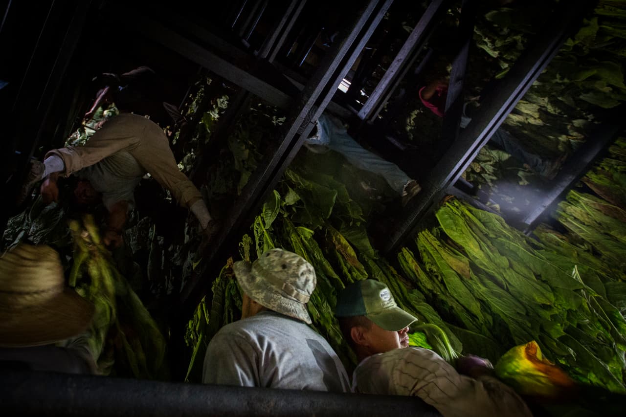 Los 17 hombres se dividen en dos grupos. Los que quedan abajo sacan las hojas de un camión y las entregan en movimientos sincronizados a los que están arriba. (Nacho Corbella/Univision Noticias)