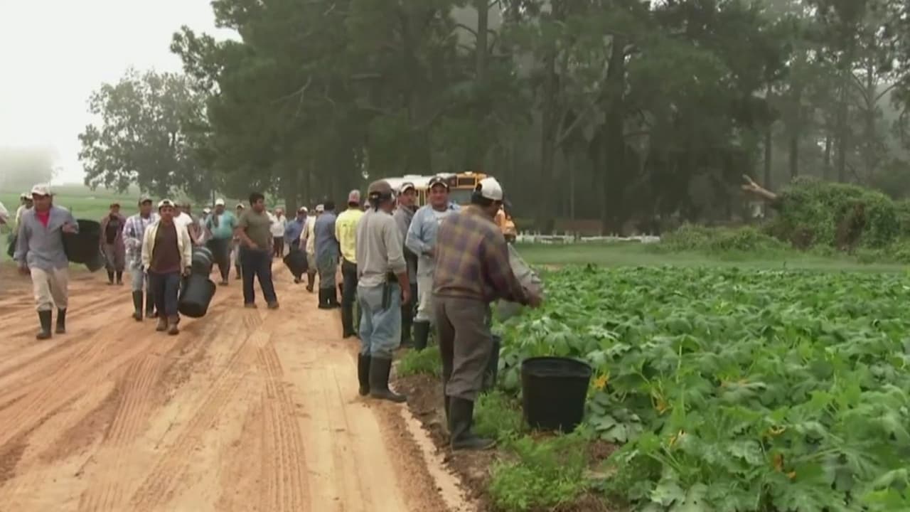 Nueva política del Departamento de Trabajo genera diferentes reacciones entre trabajadores agrícolas