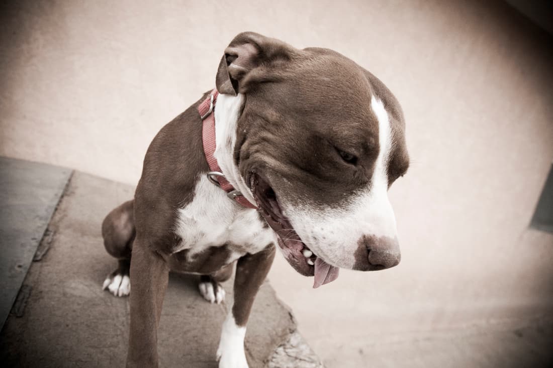 Hombre es atacado y mutilado por perros pit bull 