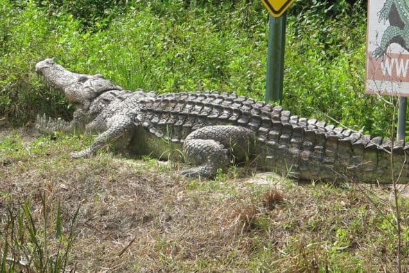 El caimán suele vivir en regiones de América del Sur, pero esta granja está destinada a su crianza.