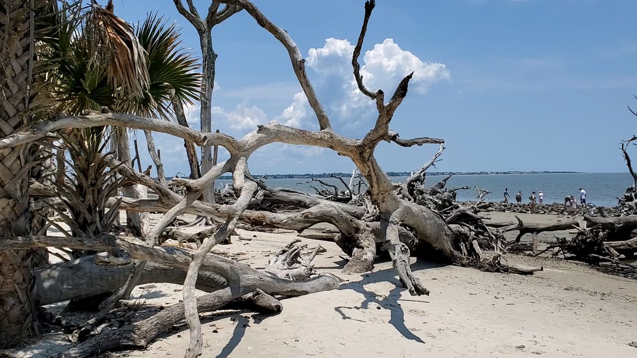 El mejor momento para visitar Driftwood Beach es con la marea baja.