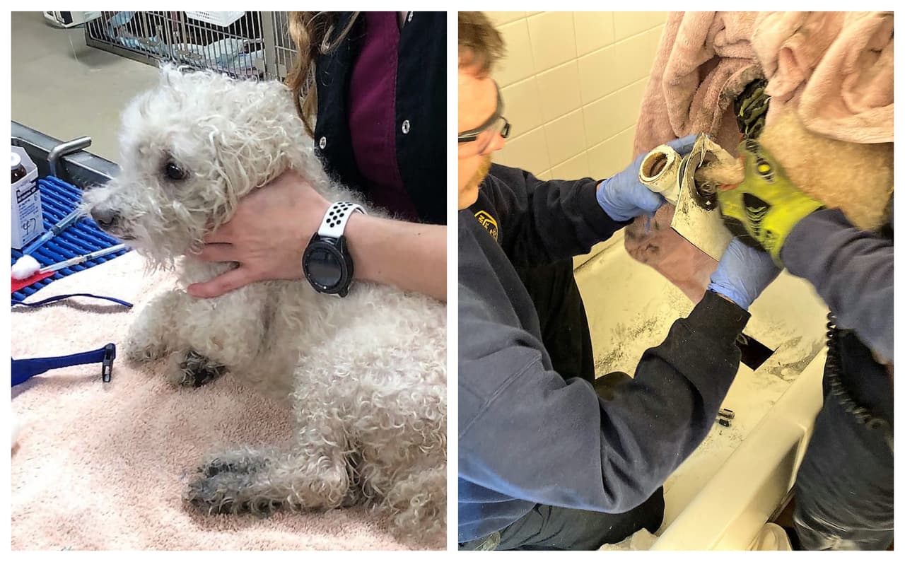 Las autoridades tuvieron que romper la bañera para poder saca el perrito.