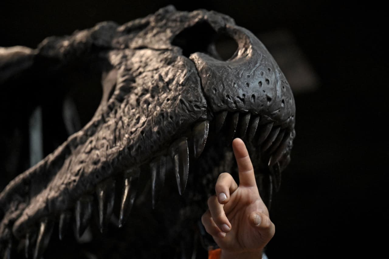 Juan Canale, líder del proyecto en el Museo Paleontológico Ernesto Bachmann de Neuquén, Argentina, y coautor del estudio, fue más allá y sugirió: 
<b>"Estoy convencido de que esos brazos proporcionalmente pequeños tenían algún tipo de función. El esqueleto muestra grandes inserciones musculares y cinturas pectorales completamente desarrolladas, por lo que el brazo tenía músculos fuertes". </b>
<br>
<br>"Es posible que hayan usado los brazos para el comportamiento reproductivo, 
<b>para sostener a la hembra durante el apareamiento o sostenerse para ponerse de pie después de un descanso o una caída". </b>
<br>