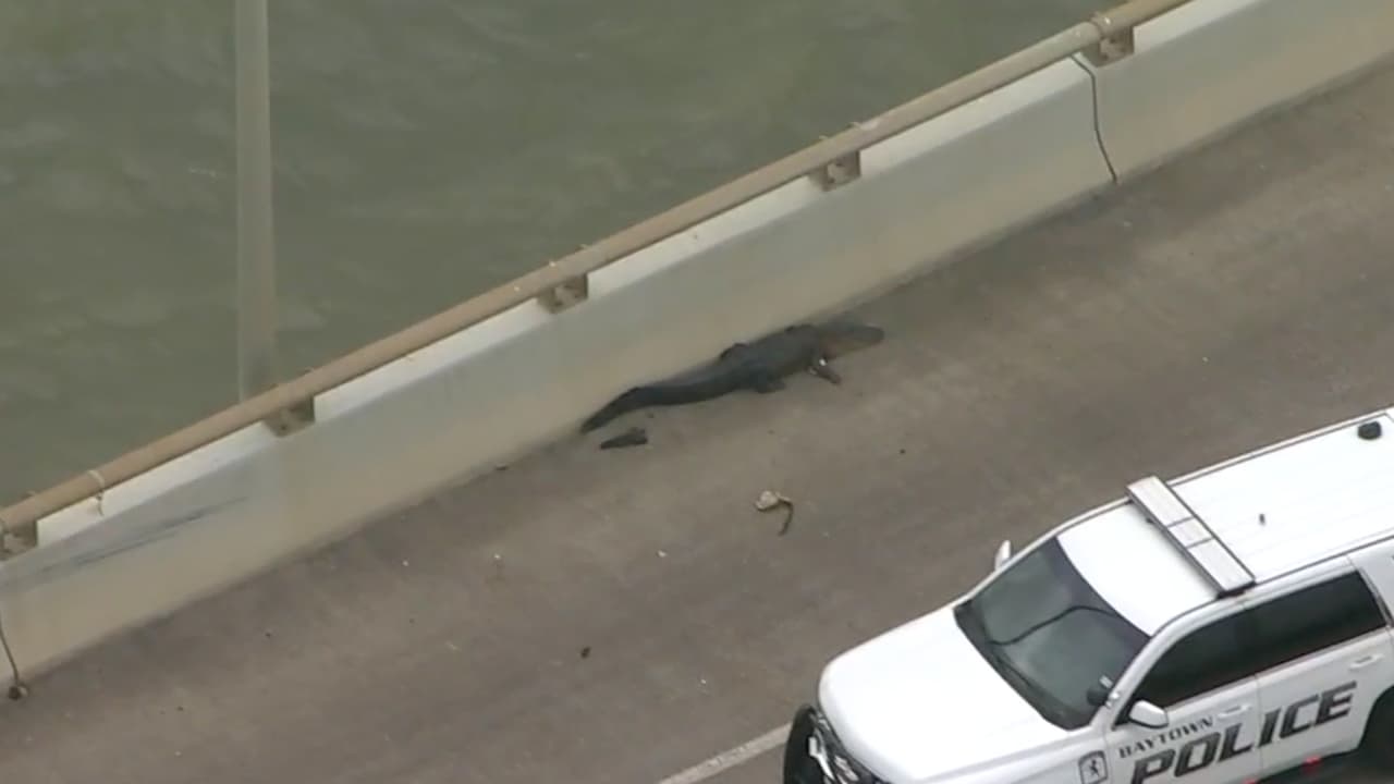 Oficiales del precinto 8 de la oficina del sheriff del condado Harris atendieron al 
<b><a href="https://www.univision.com/local/houston-kxln/una-vaca-provoca-congestionamiento-en-una-carretera-de-houston-video">reporte. </a></b>