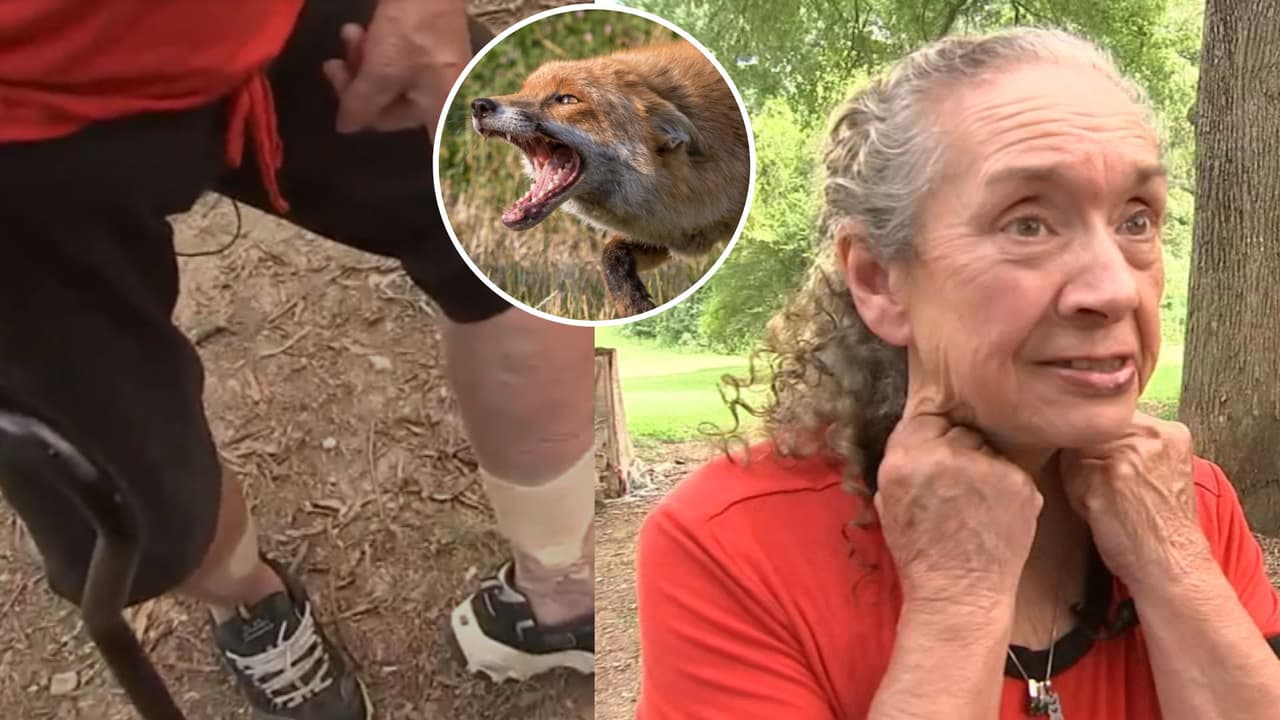 "Lo levanté y lo arrojé a la puerta": zorro ataca a mujer de 70 años cuando cuidaba a sus gatos