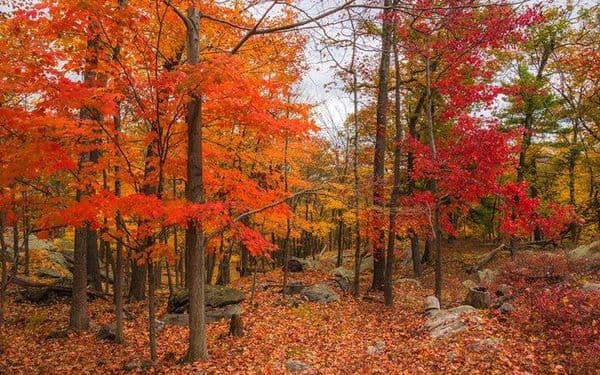 <b>Medoc Mountain State Park</b>: Camina sobre los acantilados sobre el íntimo Little Fishing Creek, visita el roble blanco gigante en la cima de la montaña Medoc y observa los remanentes de lo que fue uno de los primeros viñedos del país, y hazlo todo en una tranquila y colorida tarde de otoño.