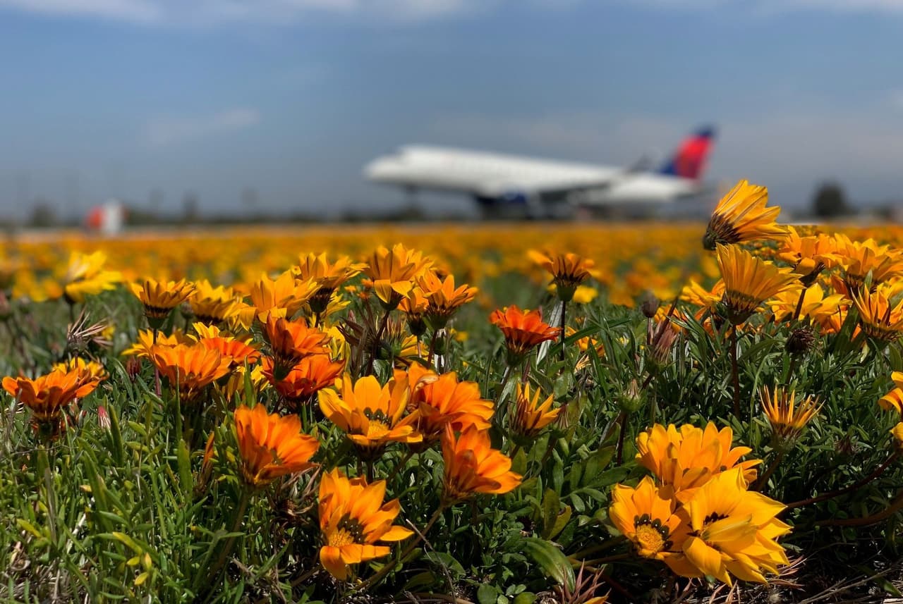 El aeropuerto de Los Ángeles recibe vuelos con flores durante los primeros días de la primavera