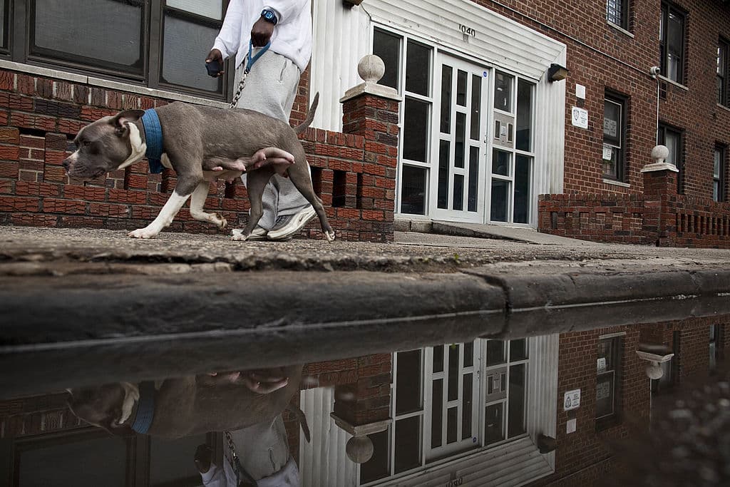 La crueldad animal está más cerca de ser delito federal gracias al avance de un proyecto de ley