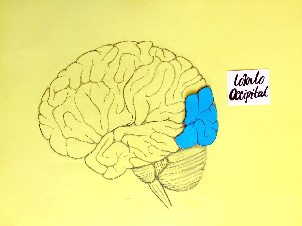 El 
<b>lóbulo occipital</b> es el lóbulo más pequeño y se ubica en la parte de atrás de la cabeza. Es el área donde reside la visión, entre otras funciones. Para los 6 meses, esta área, los ojos, y la conexión entre los dos, están completamente desarrollados.
<br>
<br>Enfocar la mirada parece sencillo, pero es una de las cosas más importantes que aprende a hacer un bebé. Por eso es vital mirarlo a los ojos y hablarle de cerca.
<br>
<br>“Cuando el niño ha sonreído es bueno y es importante que 
<b>los padres respondan y se sonrían</b> o le digan algo para que el niño empiece a tener esa interacción recíproca”, dice Monduis.
<br>