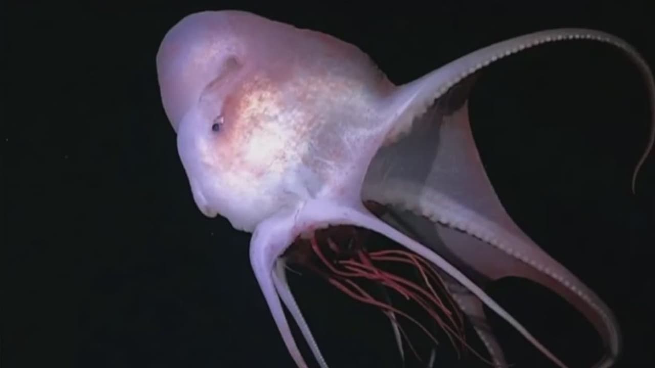 Así son las nuevas especies marinas halladas en aguas internacionales frente a Brasil
