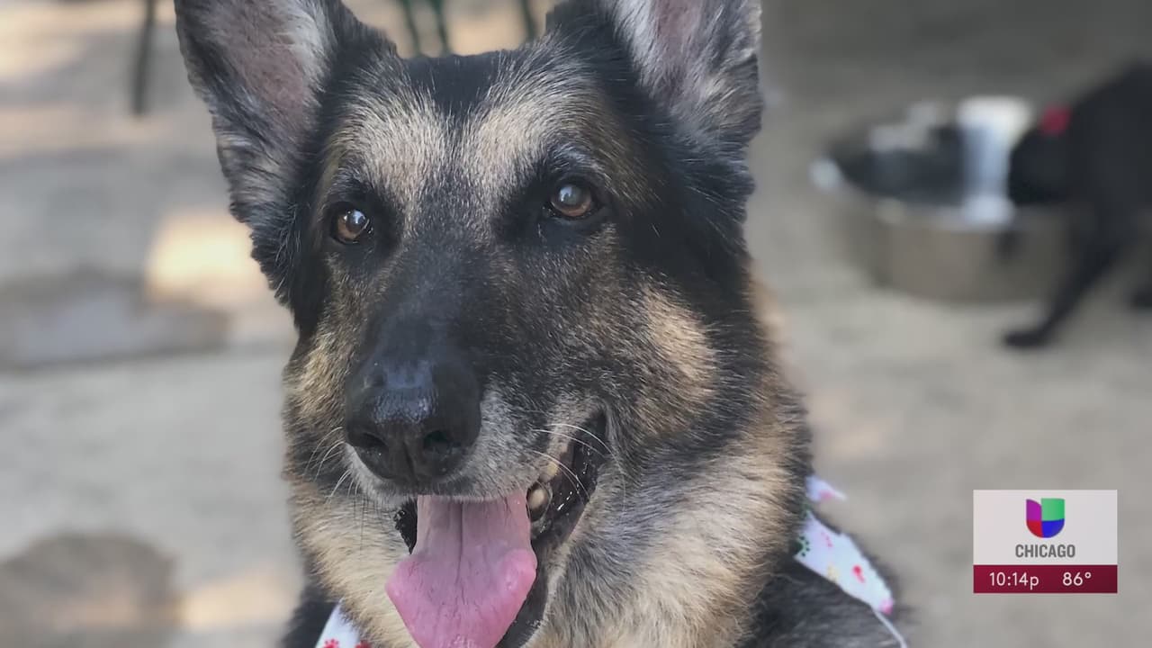 Si tiene una mascota y está enferma, ¿Cuándo es que debe recurrir a la eutanasia?
