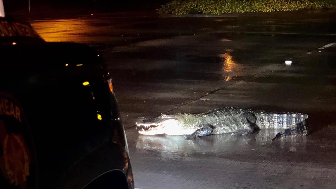 Lo que debes saber del programa para capturar caimanes en Florida, si quieres ser un cazador